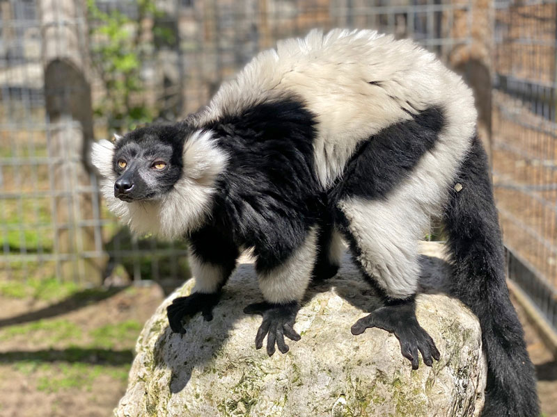  Black and White Rough Lemur at GarLyn Zoo